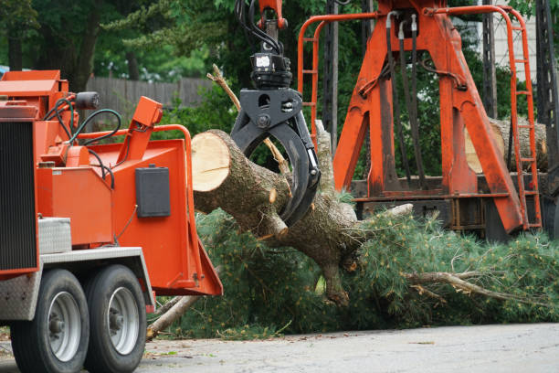 Best Tree Disease Treatment  in Pine Level, AL