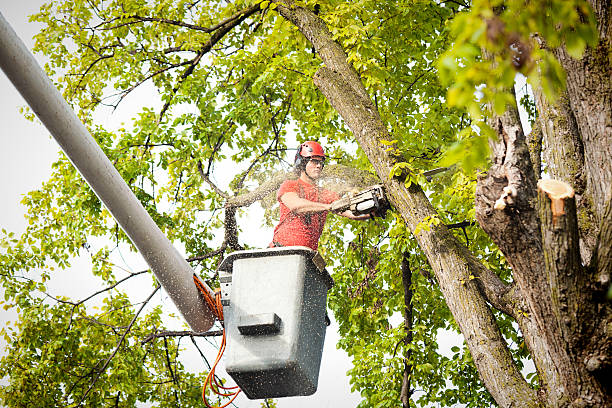 Best Tree Maintenance Programs  in Pine Level, AL